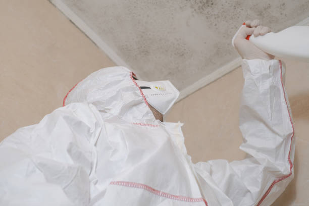 Best Post-Flood Mold Remediation in Orient, NY